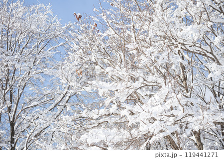雪の積もった木 雪の積もった木 119441271