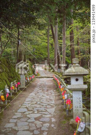 滋賀県　金剛輪寺　緑の世界 119441499