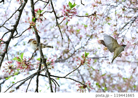 東本願寺の2023年春　スズメ 119441665