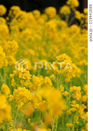 春の陽射しを浴びる菜の花 春の陽射しを浴びる菜の花 119441689