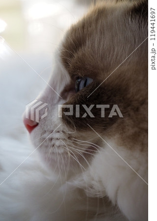見つめる猫 119441697