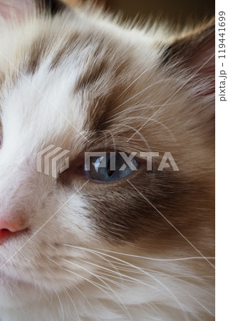 見つめる猫 見つめる猫 119441699