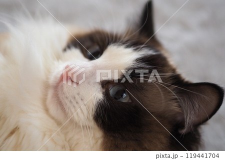 見つめる猫 見つめる猫 119441704