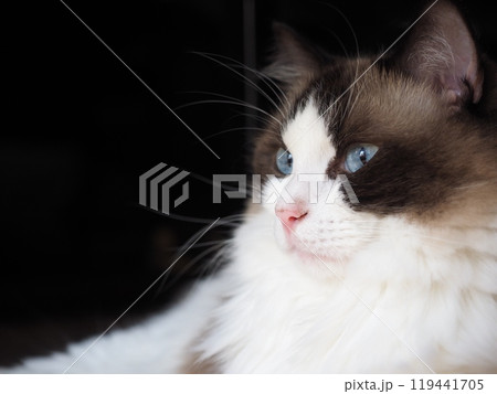 凜として見つめる猫 119441705