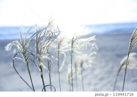 ススキの穂が風に揺れています 119441716