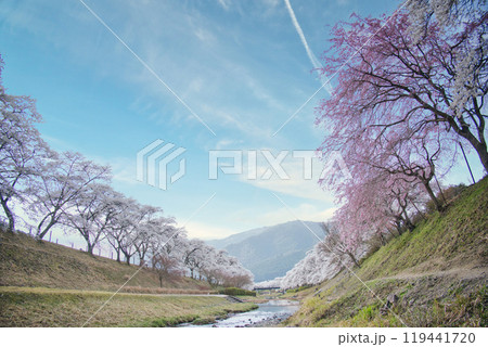 絶景　うぐい川  (鮎河の千本桜)2023年春 119441720