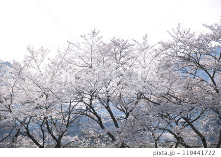 絶景　うぐい川  (鮎河の千本桜)2023年春 119441722