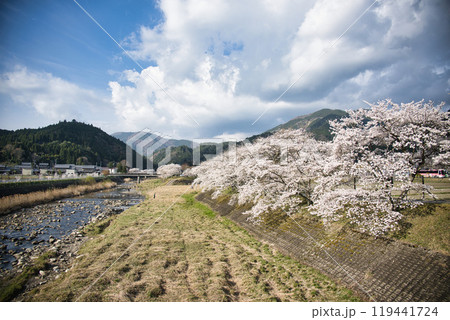 絶景 うぐい川 (鮎河の千本桜)2023年春 絶景 うぐい川 (鮎河の千本桜)2023年春 119441724