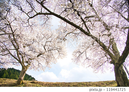 絶景　うぐい川  (鮎河の千本桜)2023年春 119441725