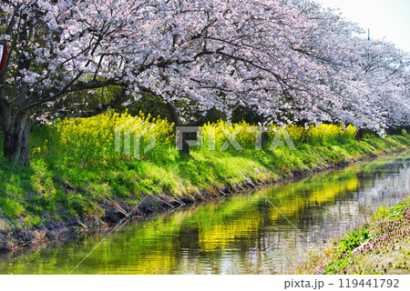 近江八幡水郷巡り2023年桜の季節 119441792