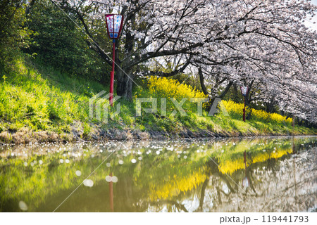 近江八幡水郷巡り2023年桜の季節 119441793