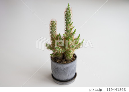 金手毬 キンテマリ サボテンの写真素材 [119441868] - PIXTA