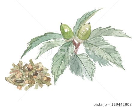 水彩で描いた裏白樫　葉と刻み茶葉 119441908