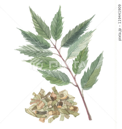 水彩で描いた裏白樫 葉と刻み茶葉 水彩で描いた裏白樫 葉と刻み茶葉 119441909