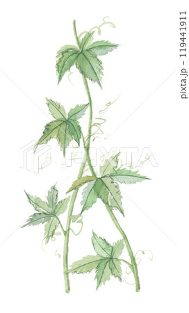 水彩で描いた甘茶蔓　アマチャヅル 119441911