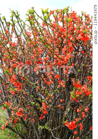朱色のボケの花のある風景 119441979