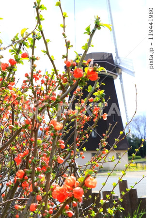 朱色のボケの花のある風景 119441980