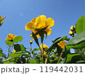 空に向かって咲く黄色いバラ 119442031