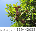 からたねおがたまの花 119442033