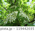 ピラカンサの花1 119442035