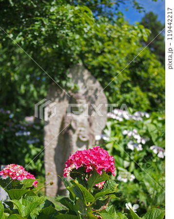 般若寺の紫陽花 般若寺の紫陽花 119442217