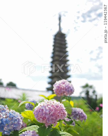 般若寺の十三重石宝塔と紫陽花 119442367