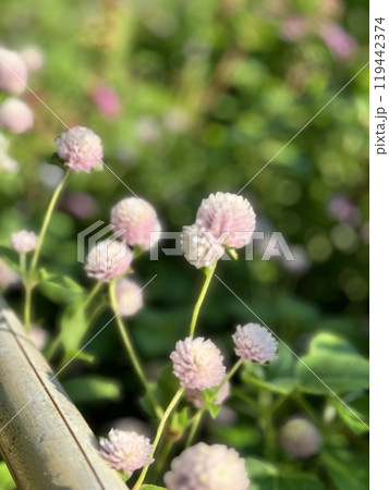 ピンクの花 119442374