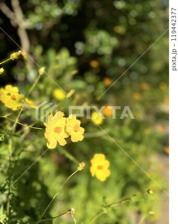 黄色い花 119442377