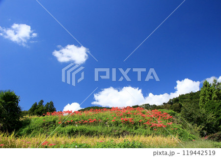 秋の空と彼岸花の群生 119442519
