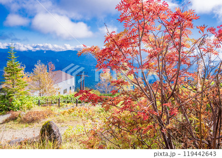 【長野県】木曽・おんたけロープウェイ　飯森高原駅の高山植物園 119442643