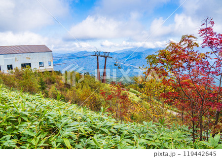 【長野県】木曽・おんたけロープウェイ　飯森高原駅の高山植物園 119442645
