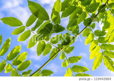 爽やかな新緑 爽やかな新緑 119442664