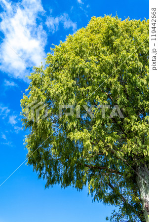 青空に映える新緑 119442668
