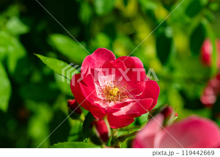 赤いバラの花 赤いバラの花 119442669