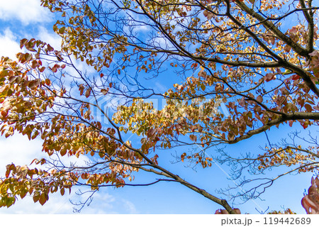 青空と紅葉した木 119442689