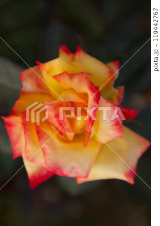 赤と黄色のバラ 赤と黄色のバラ 119442767