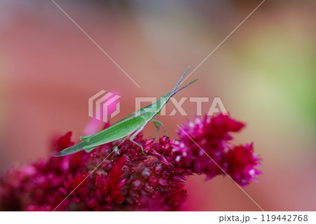 ケイトウの花で休むオンブバッタ 119442768