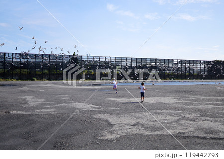 大量のカモメ 119442793