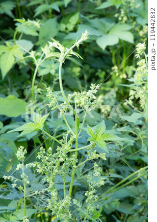 カナムグラの花　(秋の花粉症の原因植物) 119442832