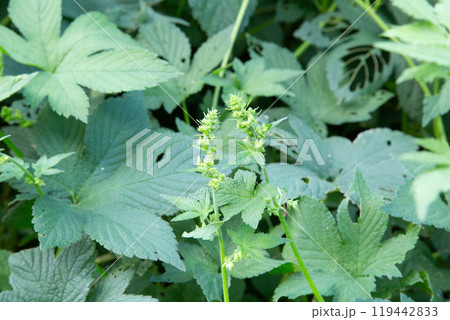 カナムグラの花　(秋の花粉症の原因植物) 119442833