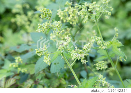 カナムグラの花　(秋の花粉症の原因植物) 119442834