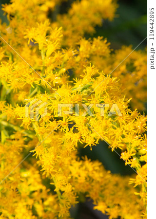 セイタカアワダチソウの花 クローズアップ セイタカアワダチソウの花 クローズアップ 119442895