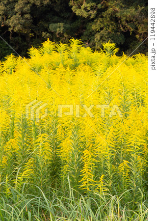 セイタカアワダチソウ　 119442898