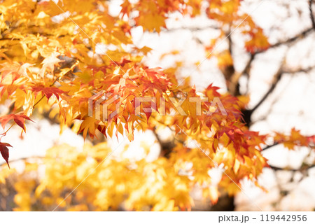 赤、黄色、オレンジの紅葉 赤、黄色、オレンジの紅葉 119442956
