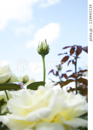 白いバラとつぼみと青空 119443134