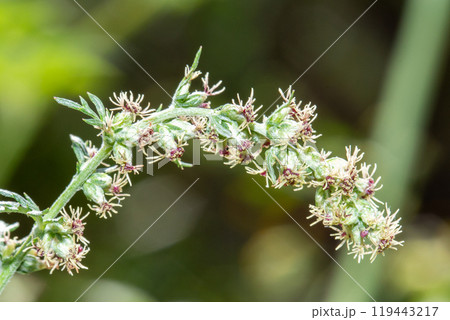 ヨモギの花　クローズアップ（秋の花粉症の原因植物） 119443217