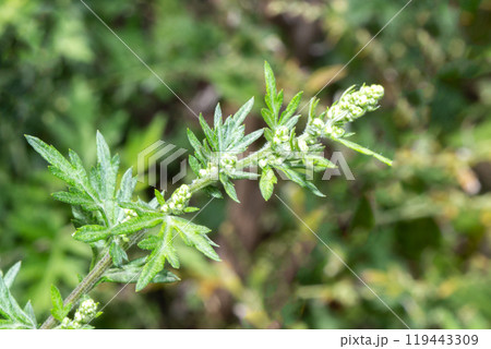 ヨモギの葉っぱと蕾（秋の花粉症の原因植物） 119443309