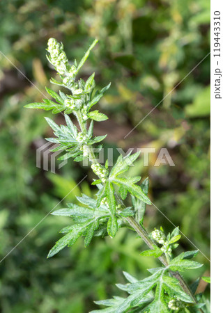 ヨモギの葉っぱと蕾（秋の花粉症の原因植物） 119443310