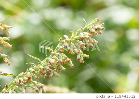ヨモギの花（秋の花粉症の原因植物） 119443312
