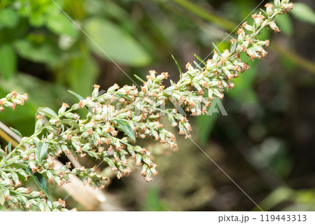ヨモギの花（秋の花粉症の原因植物） 119443313